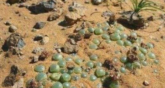 Du khach den chau Phi phat hien duoi dat nhieu 'ngoc thach'-Hinh-3