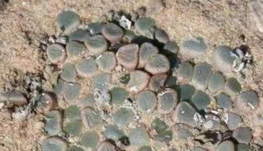 Du khach den chau Phi phat hien duoi dat nhieu 'ngoc thach'-Hinh-4