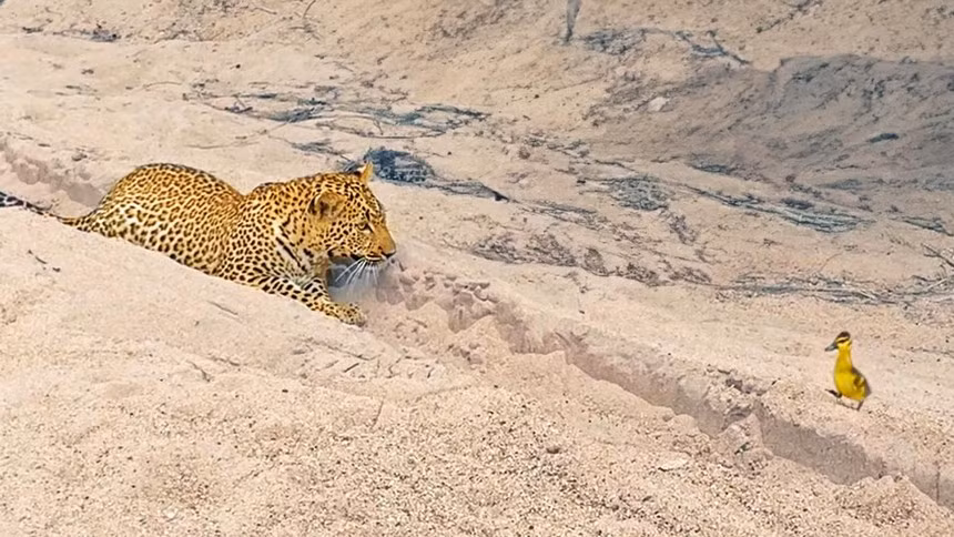 Chu chim nho hai lan su dung chien thuat gia chet lua bao hoa mai