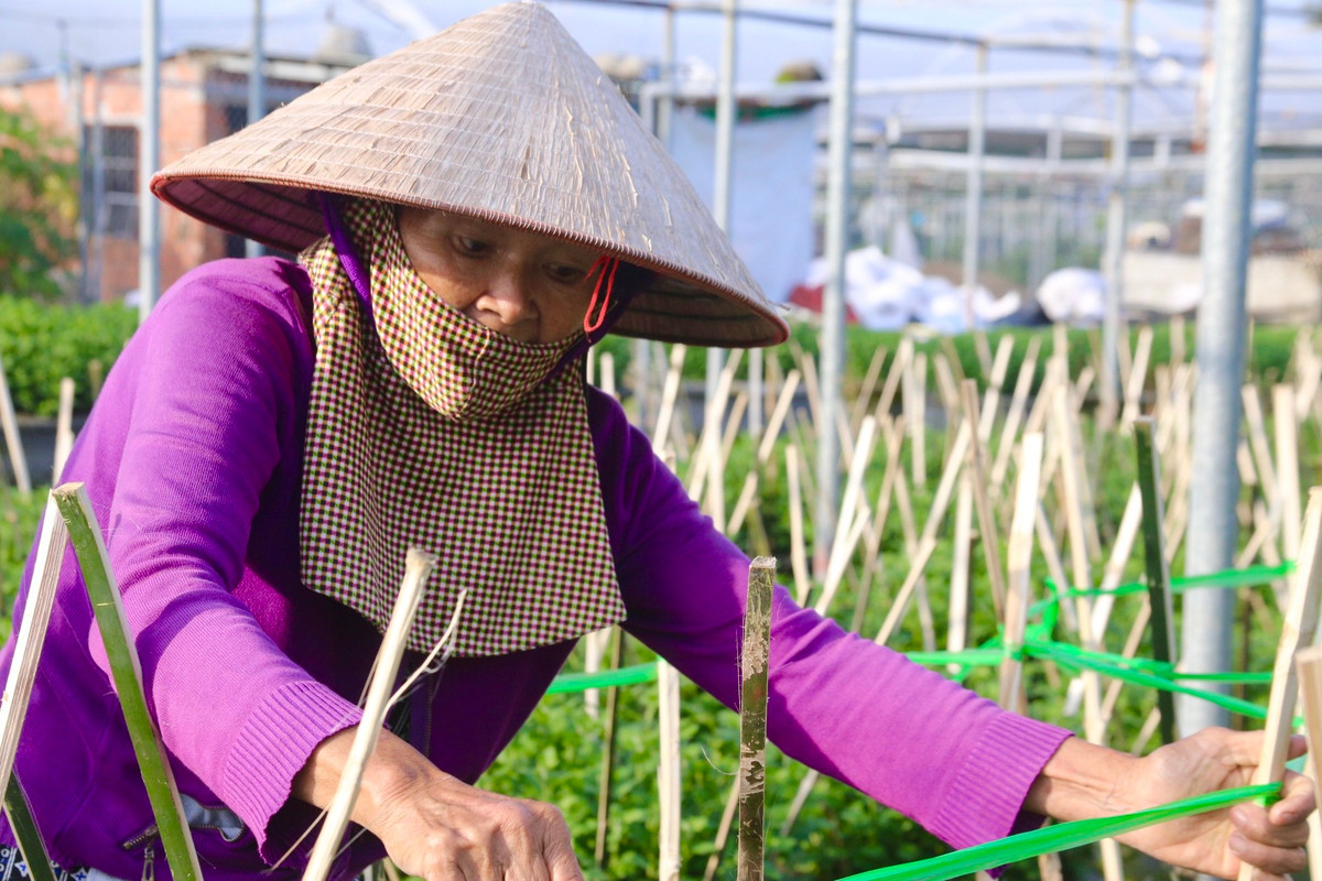 Bà Nguyễn Thị Sung (xã Hòa Châu), chủ vườn hoa Dương Sơn cho biết: Do thời tiết năm nay bất thường nên hoa chậm phát triển. Hiện hơn 1.000 chậu hoa tại vườn nhà bà Sung đang được chăm sóc cẩn thận để kịp vụ Tết năm nay.