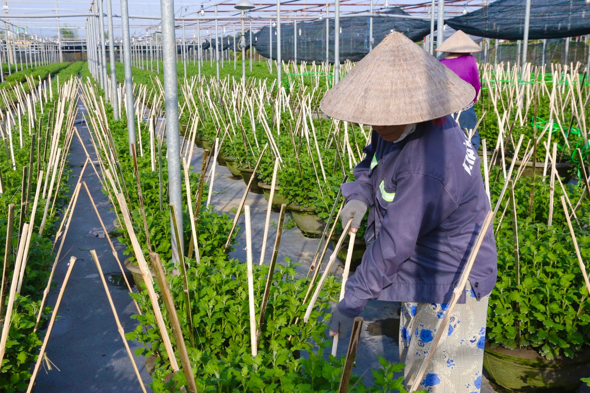 Người dân cắm cọc, buộc dây để cố định hoa phát triển đúng hướng.