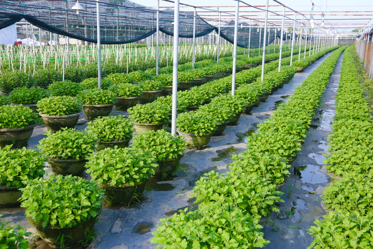 Năm nay hầu hết các hộ dân tại làng hoa Dương Sơn đều trồng các loại hoa như hoa Cúc, hoa Vạn Thọ, hoa Giấy, hoa Lan…