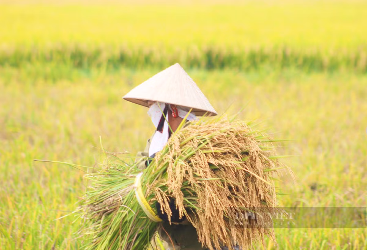 Quang Binh: Nong dan ra dong gat lua giua cai nang 40 do C