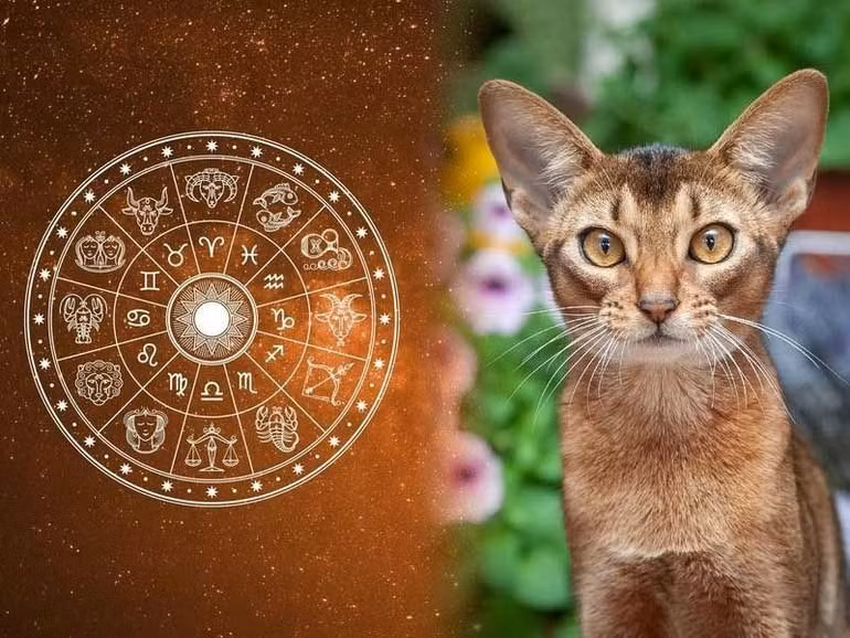 Tuổi Mão. Trời sinh ra những ai cầm tinh con Mèo thường vô cùng thông minh hài hước, lại luôn biết cách đối nhân xử thế được lòng người xung quanh. Chính vì vậy, những người tuổi Mão chính là con giáp phát tài trong thời gian 5 năm tới.