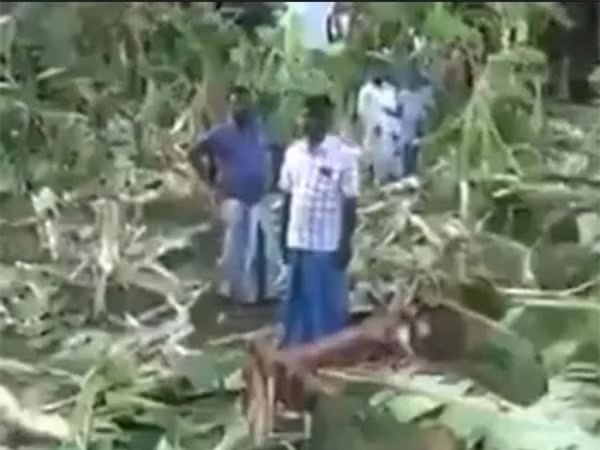 Video: Bay voi pha nat vuon chuoi hon 300 cay, chua lai mot cay