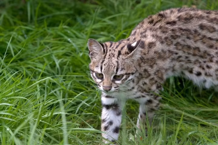 Choang ngop truoc suc manh cua nhung loai meo lon nhat the gioi-Hinh-3