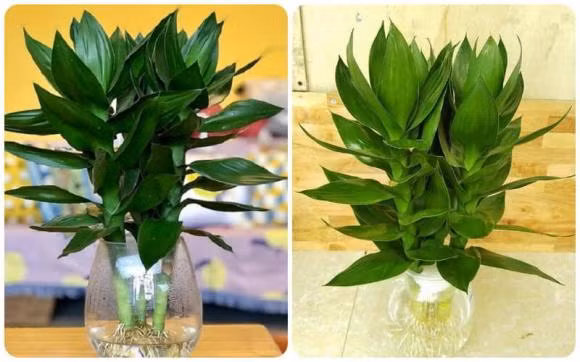 Nguoi menh nay nen trong cay phat tai bup sen, 