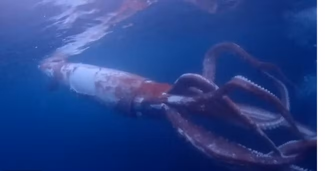 Du khach dung tim doi mat voi muc khong lo dai 2,4 met