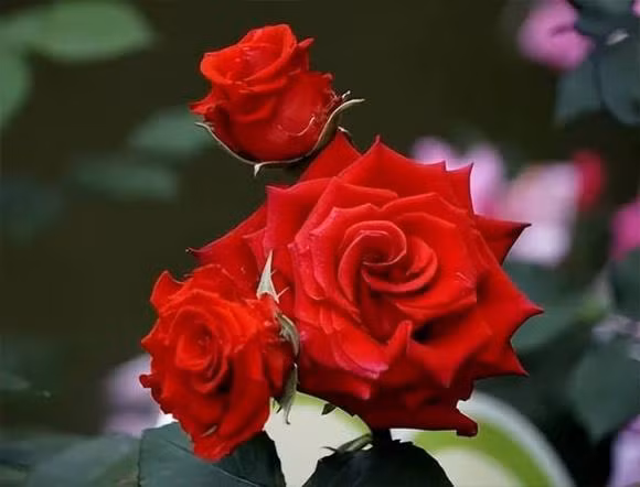 4 loai hoa chuyen trong ban cong, phat trien tot, hoa no quanh nam-Hinh-5