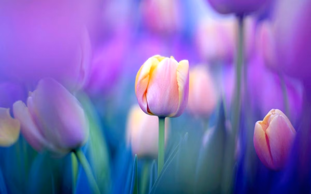 Sinh vao 4 ngay Am lich nay, thoi tre nuoi chi lon, hau van du day