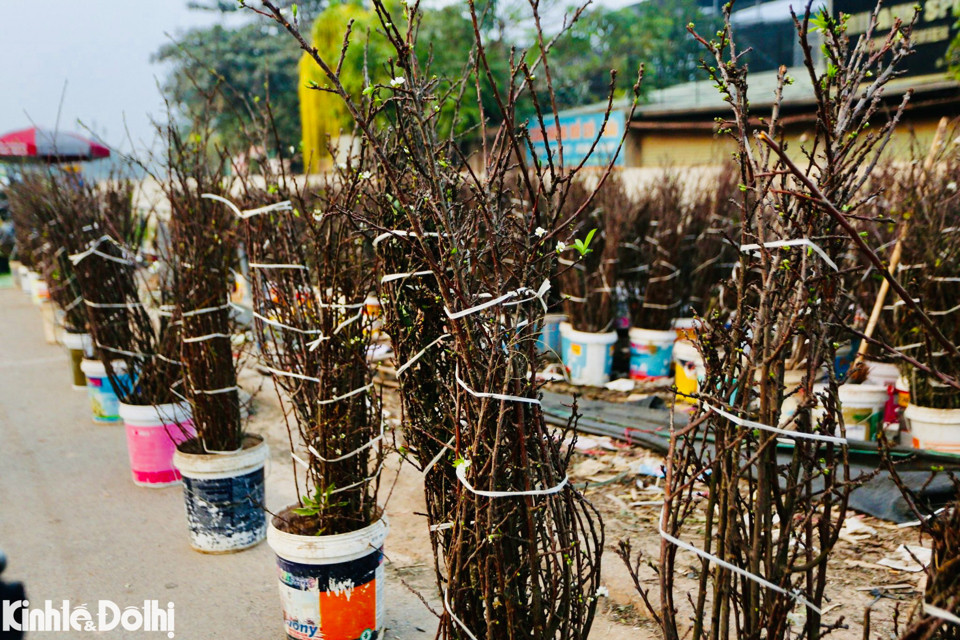 Ghi nhận của phóng viên Kinh tế&amp;Đô thị tại khu vực chợ hoa Quảng An (phường Quảng An, quận Tây Hồ, Hà Nội), nhiều tiểu thương đã nhập hoa lê rừng về bán phục vụ người dân trước Tết Nguyên đán.