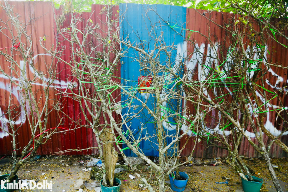 Thậm chí, có những cây thậm chí còn chưa ra nụ trông như những cành "củi khô".