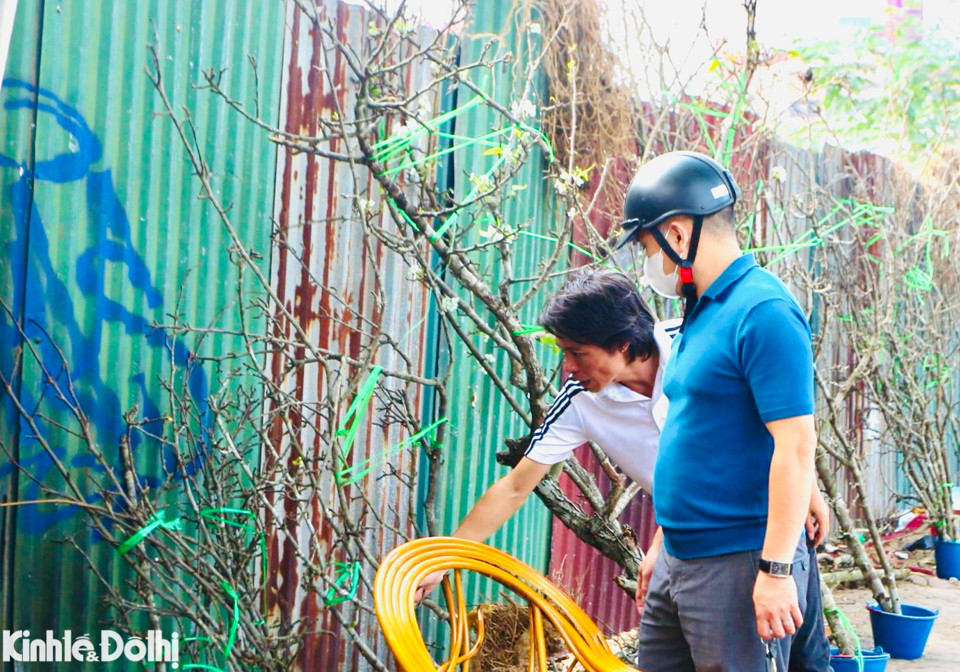 Những cành mận cao trên 1 mét có giá khoảng 400.000 đồng - 1.500.000 đồng, với những cành từ 2m đến 2,5m giá từ 2.500.000 đồng trở lên.