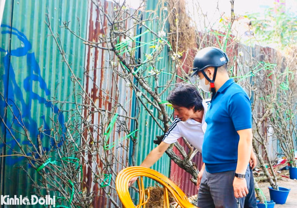 Những cành mận cao trên 1 mét có giá khoảng 400.000 đồng - 1.500.000 đồng, với những cành từ 2m đến 2,5m giá từ 2.500.000 đồng trở lên.