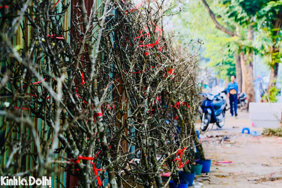 Đa số các cành hoa lê, hoa mận rừng chỉ điểm xuyết một vài bông hoa, chưa nở bung.