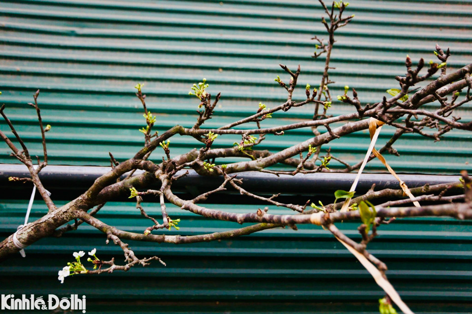 Được biết, ngoài hoa lê rừng, các tiểu thương cũng nhập các loại khoa khác như hoa mận, hoa đào để bày bán sớm để phục vụ người chơi.