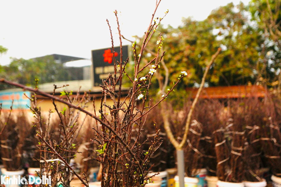 Hoa lê rừng được các tiểu thương đưa từ Cao Bằng, Lạng Sơn, Lào Cai phục vụ người dân Thủ đô.