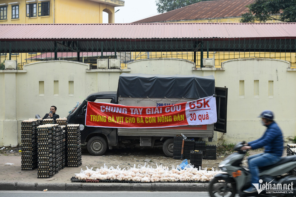 Những ngày gần đây, trên nhiều tuyến phố Tố Hữu, Phạm Hùng, Hồ Tùng Mậu (Hà Nội) xuất hiện nhiều điểm bán trứng gà căng tấm băng rôn "Chung tay giải cứu trứng gà, vịt cho bà con nông dân".