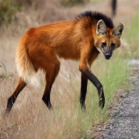 Độc đáo loài chó thích ăn quả, sở hữu đôi chân dài ảnh 1