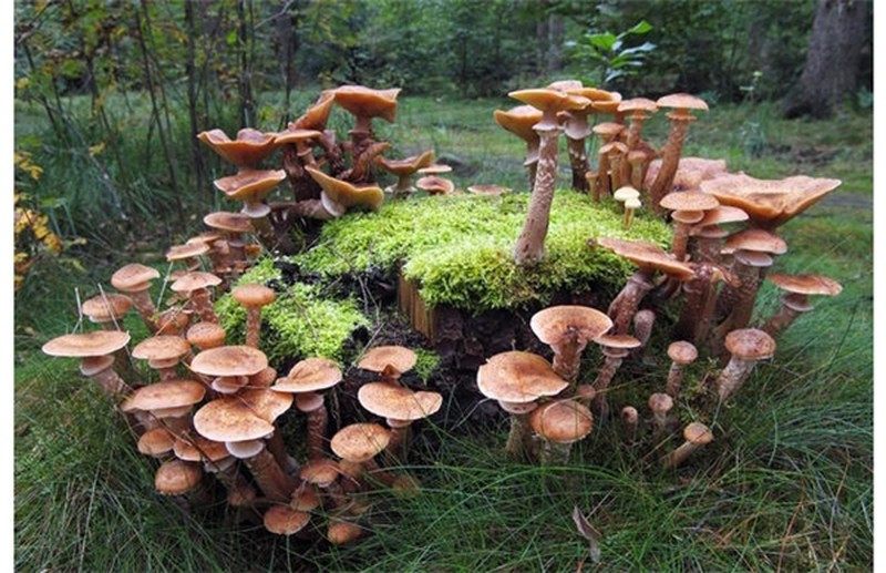  Cây nấm “khủng” nhất thế giới ở Oregon có tuổi thọ lên đến 2.400 năm. Đây là cây nấm có tuổi thọ lớn nhất trên thế giới, bộ rễ của cây nấm này tỏa rộng hơn 3 dặm mét vuông đất.