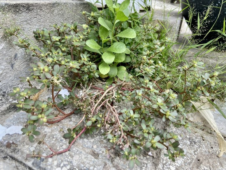 Loại cây được gọi là rau trường thọ, làm thuốc chữa nhiều bệnh - Hình 3 Loai cay duoc goi la rau truong tho, lam thuoc chua nhieu benh-Hinh-3