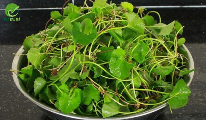 Loại rau "nhân sâm người nghèo", ăn cách này có thể hóa độc dược - Hình 2 Loai rau