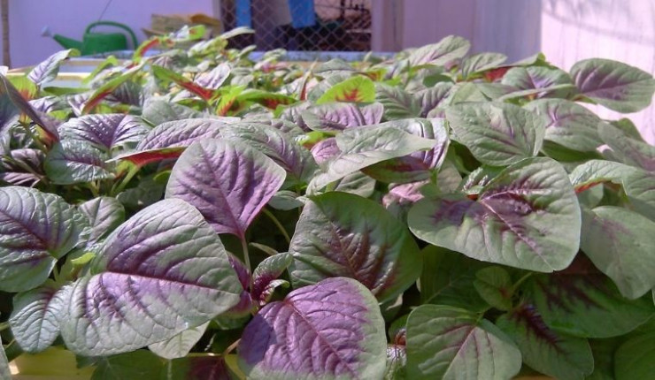 Những thực phẩm cấm kỵ ăn chung với rau dền Nhung thuc pham cam ky an chung voi rau den