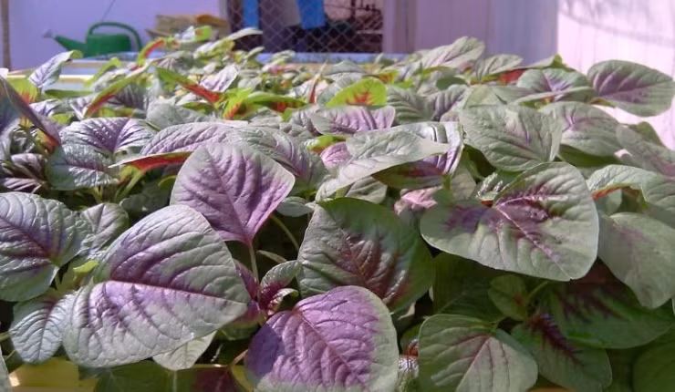 Những thực phẩm cấm kỵ ăn chung với rau dền Nhung thuc pham cam ky an chung voi rau den