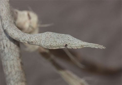 Những loài rắn có bề ngoài kỳ quái nhưng cực độc - Hình 3 Nhung loai ran co be ngoai ky quai nhung cuc doc-Hinh-3