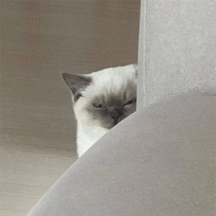 br/> Ta sẽ chống mắt lên xem nhà người định làm gì!