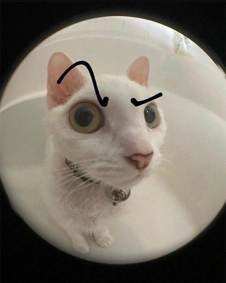 br/> Ai gọi mèo đấy? Có ta đấy!