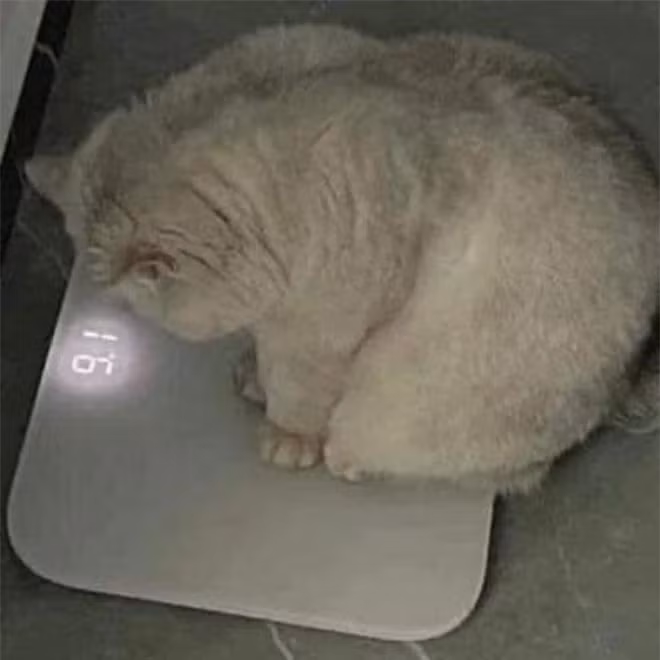 br/> Trầm cảm mỗi khi bước lên bàn cân, sao hít thở thôi cũng mập vậy?