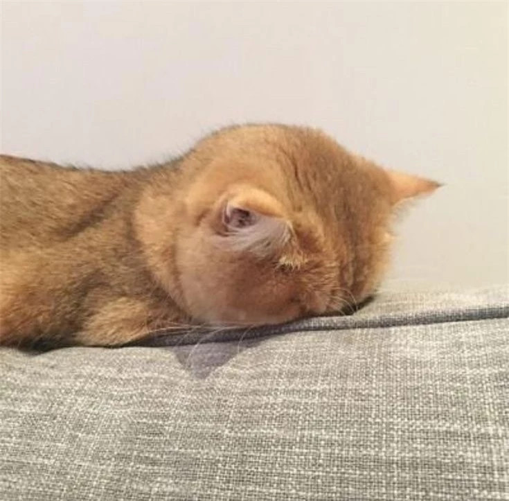 Xấu hổ quá, không biết giấu mặt đi đâu.