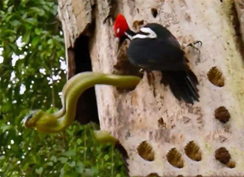 Video: Chim go kien kich chien voi ran doc khong lo