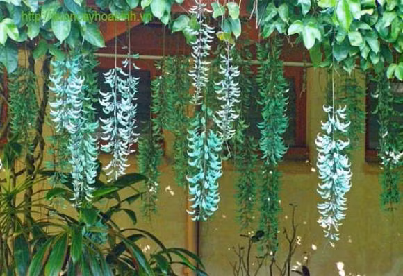 4 loai cay canh vua hut tai loc vua xua duoi ta khi-Hinh-3