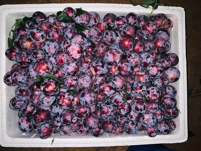 To mo qua dac san phien ban nha giau moi ra mat-Hinh-2