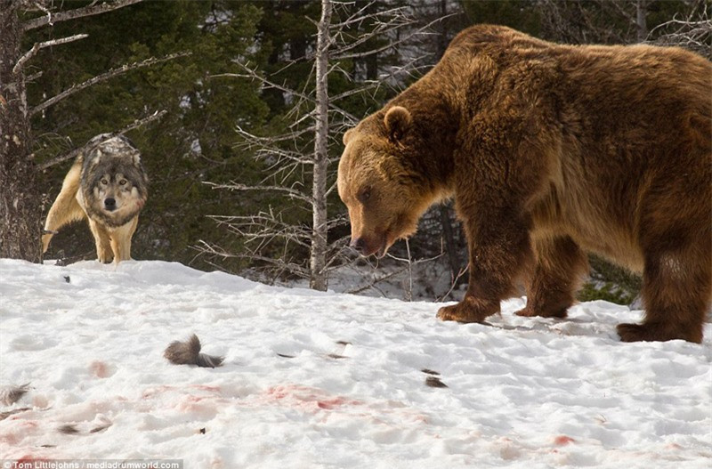 ị cướp thành quả lao động, đàn sói xám không khỏi tức tối, uất ức.