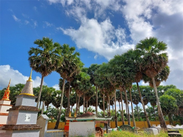 Đẹp nao lòng ngôi chùa cổ Sóc Trăng với vườn thốt nốt trăm năm tuổi ảnh 2 Đẹp nao lòng ngôi chùa cổ Sóc Trăng với vườn thốt nốt trăm năm tuổi ảnh 2