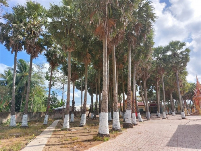 Đẹp nao lòng ngôi chùa cổ Sóc Trăng với vườn thốt nốt trăm năm tuổi ảnh 4 Đẹp nao lòng ngôi chùa cổ Sóc Trăng với vườn thốt nốt trăm năm tuổi ảnh 4