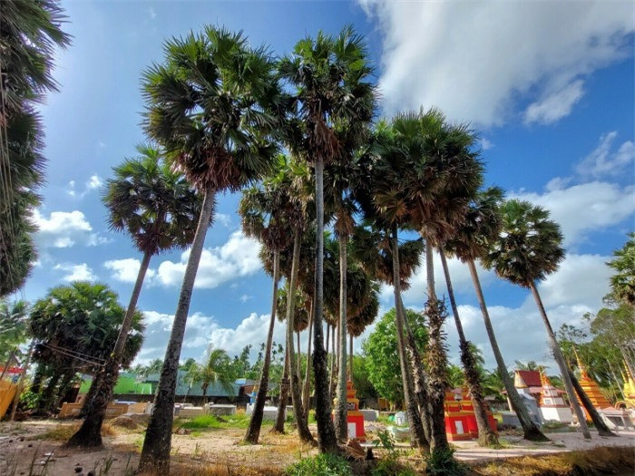 Đẹp nao lòng ngôi chùa cổ Sóc Trăng với vườn thốt nốt trăm năm tuổi ảnh 1 Đẹp nao lòng ngôi chùa cổ Sóc Trăng với vườn thốt nốt trăm năm tuổi ảnh 1