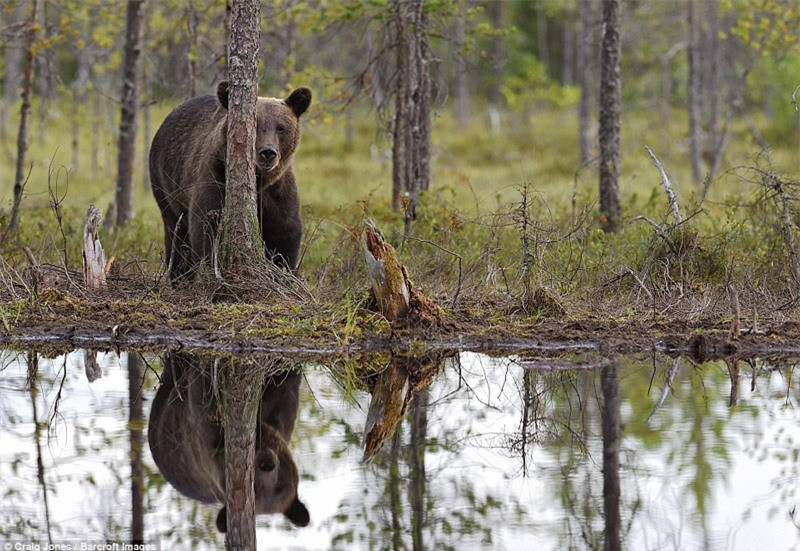 Có vẻ như quá nản chí vì đối thủ, nó lập tức bỏ đi.