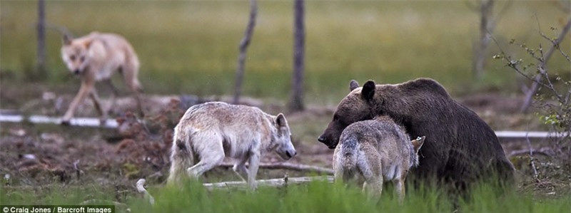 Gấu nâu tiếp tục quay lại cuộc chiến giành miếng ăn.