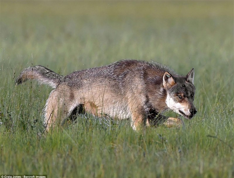 Sói xám tỏ ra rất hung hãn.