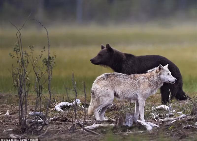 Giây phút tạm thời "đình chiến" giữa 2 bên.