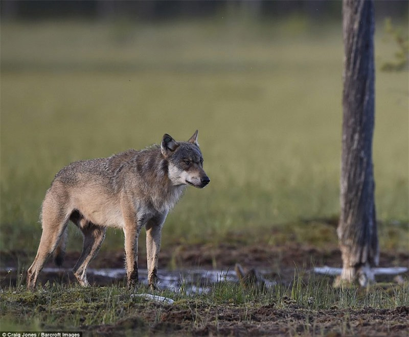 Cận cảnh vẻ mặt "hầm hố" của sói xám.