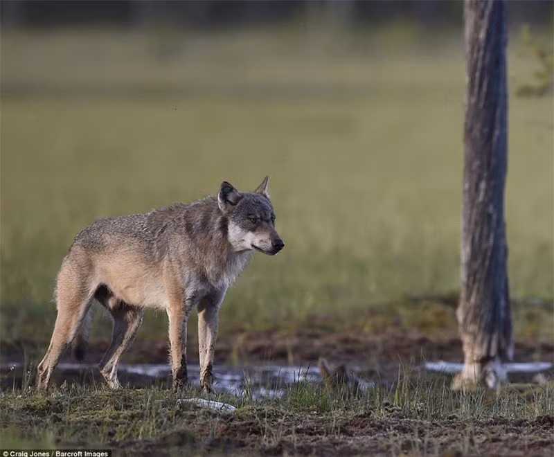 Cận cảnh vẻ mặt "hầm hố" của sói xám.