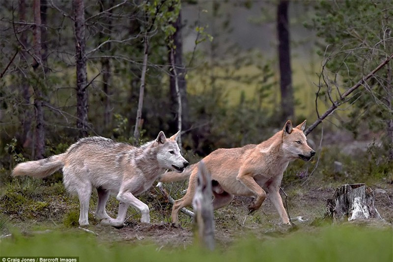Ngay lập tức bầy sói lao lại với hy vọng kiếm được miếng ăn.