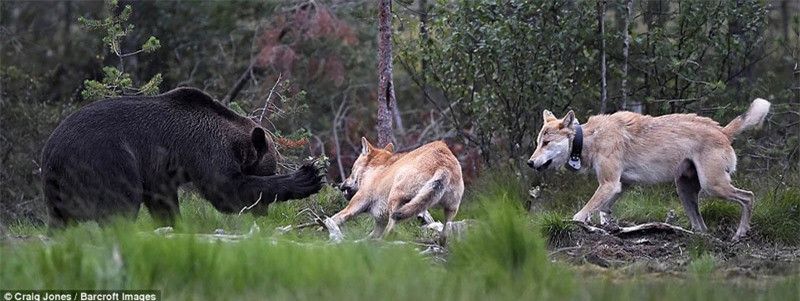 Gấu nâu hung hăng giơ móng vuốt hăm dọa đối thủ.