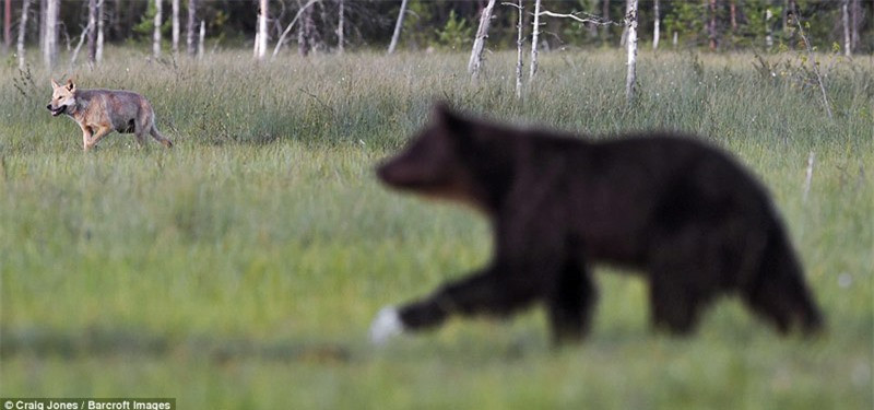 Một con gấu nâu bất lực bỏ đi.