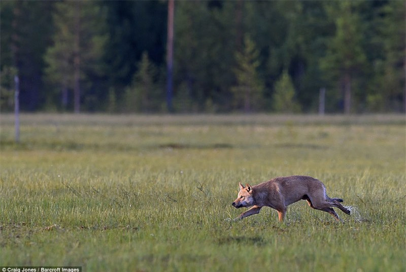 Chú sói lại rình mò tìm kiếm miếng ăn.